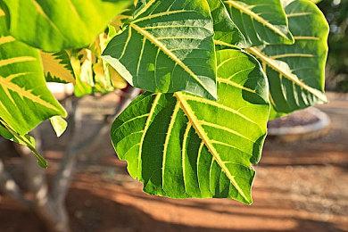 ​《星际争霸II》官宣回归，国服测试定档10月21日